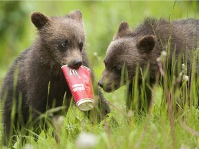 Two young grizzly bear cubs caused traffic jams in the spring of 2014. One of the two-year olds is back at the same spot this year with its mother.