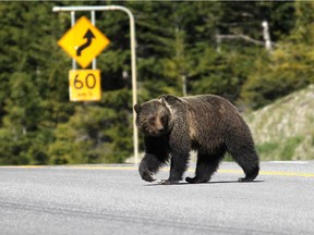 A grizzly bear runs across Highway 93 in Kootenay National Park in June 2014.