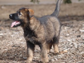 The RCMP have announced the winning names for their 13 German Shepherd puppies. Their yearly contest, Name a Puppy, saw a record high in entries this year: over 21,000 were submitted. The picture is of a dog from Becky's Litter which were born Jan 30, 2015.