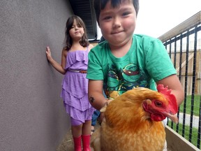 Jack Housley shows off his chicken 'Wings' as his sister, Riley, looks on in their backyard chicken coop in Calgary. Reader is upset council won't allow backyard poultry raising.