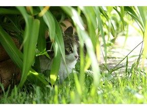 Perennial plants can add colour and shade and bring wildlife to your yard.