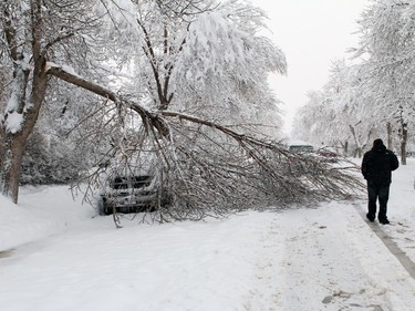 Trees were damaged all over the town of Nanton after what looked like 40 cm of snow  came down over night with more snow coming down on Sunday morning on April 5, 2015.