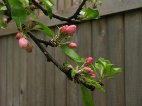 Trees and shrubs that bloom in spring can't be pruned in spring.