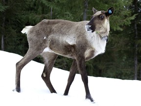 A caribou in the maternity pen.