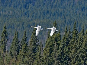 A pair of Trumpeter swans fly near Kangienos Lake in the Ghost Valley.