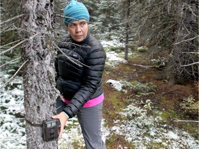 Grizzly researcher Sarah Elmeligi sets up a motion detector camera in the Larch Valley area near Moraine Lake on  September 26, 2013. Elmeligi is doing her PhD on grizzlies in the mountain national parks, trying to understand how the bears navigate this landscape in the presence of people, specifically hikers.