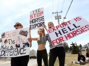 Sophia Senkpiel, left, her sister Sue-Ellen and Kim Marie protest the export of live horses to Japan for human consumption, at the Aero Space Museum of Calgary  on April 16, 2015.