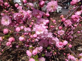 Double Flowering Plum (Prunus triloba cv. multiplex)