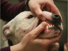 Reader says combining dental care with health care, as vets do for dogs, could solve Alberta's health-care woes.