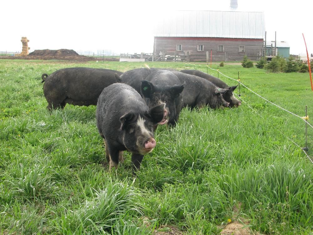 Taste Alberta: Province home to thriving pork farms