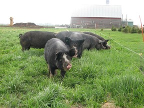 Pigs at Broek Pork.