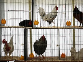 Poultry-raising belongs in the country, not in city backyards.