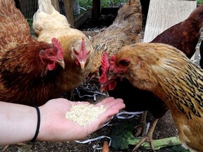 A city committee will hear this week about potential changes to the city's pet ownership bylaw that could allow for emotional support animals, like the chickens seen in this photo.