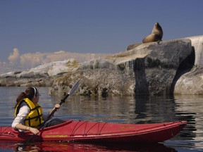 Some of the best wildlife viewing opportunities on the Sunshine Coast are from a kayak quietly paddling along the shore.