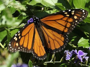 This photo taken Oct. 25, 2014 shows a Monarch butterfly feeding on a Duranta flower in Houston. They also breed in the southern parts of Canada, including Alberta.