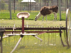 GuZoo animal farm, seen from the gate, north of Three Hills, Alberta Thursday, June 9, 2011.