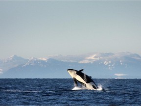 An orca breaches on the West Coast.