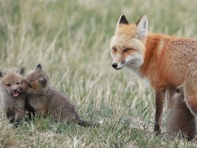 A mother fox and some of her kits before she was found dead last week.