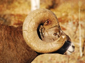 The world-record bighorn sheep wowed hunters and conservationists. But to the biologist who had studied it since it was a lamb, the animal was much more than a trophy.