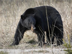 A black bear forages for food in Jasper National Park in May 2014.