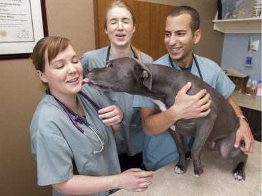 University of Calgary Veterinary students Jen Wheeler gets a kiss from Edger the pit bull alongside her colleague Amy Larkin and her professor Dr. Serge Chalhoub Monday May 25, 2015. The students are taking part in a community service learning program which sees them providing checkups and shots to low income clients of Calgary Urban Projects.