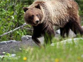 Reader warns of danger if unsuspecting hikers enter a wolf baiting area where bears hang out.