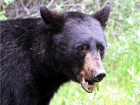 A black bear in Banff National Park in July 2012.