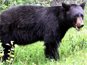 A black bear forages in Banff National Park  in July 2012.
