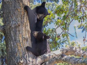 Two black bear cubs, a female named Teslin, bottom, and her brother Orson, help each other out while climbing a tree at the Calgary Zoo, on May 7, 2015.