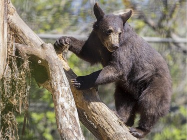 One of the new bear cubs, a female named Teslin, tests out her climbing abilities at her new home at the Calgary Zoo, on May 7, 2015.