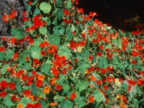 Nasturtium's are a main stay in the summer beds or containers. Seeds are best started indoors or directly outdoors after all danger of frost has passed. All parts of nasturtiums are edible-except for the root.