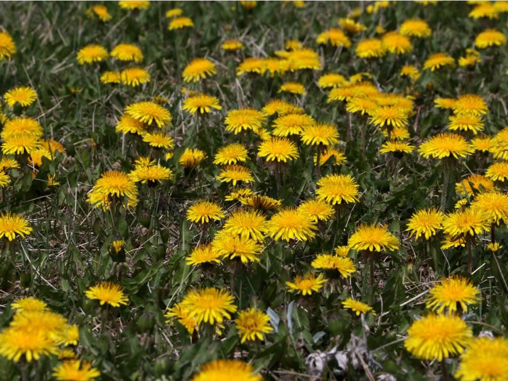 Good year for dandelions, but a bad one for mosquitoes