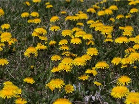 Dandelions, pictured in Calgary on May 13, 2015.