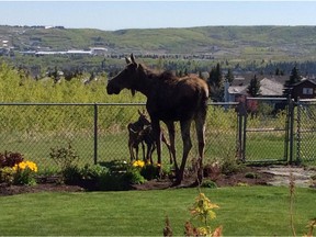 A moose and her two babies in Kathy Dornian's backyard in Scenic Acres, on Wednesday May 20, 2015.