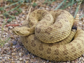 A prairie rattlesnake.