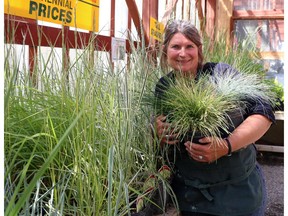 Katrina Diebel, owner of Vale's Greenhouse, offers tips on her favourite grasses for your garden.