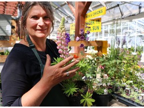 Katrina Diebel, owner of Vale's Greenhouse, with one of her favourite plants the Lupine, gallery pink,  in Black Diamond. Sometimes what is old is new again.