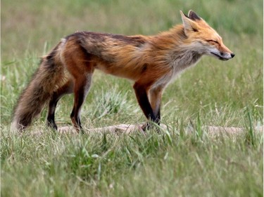 A momma fox looks for food near her den in Nanton on May 25.