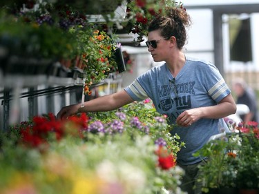 Lyalta's Erin Magwood searched through the pallets of annuals as she went shopping for her summer plants at Garden Scents Garden Center just outside of Calgary on May 17, 2015. The May long weekend is traditionally the beginning of the summer growing season for Calgary gardeners.
