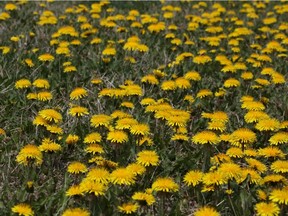 A sea of dandelions is in bloom in Calgary right now. Reader says we should learn to appreciate their beauty.