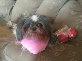 Darlene Ogden put down her 12-year-old Shih Tzu Jack, pictured here in this photo from Valentine's Day, after he was attacked by a pit bull type breed in Martindale on May 9.
