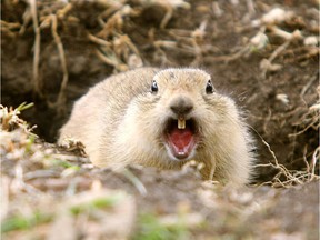 Richardson ground squirrels may not bother with your yard if you keep the grass a little longer—they don't like their view to be blocked. They're not the only local animals to watch for this spring.