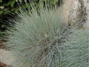 "Elijah Blue" fescue