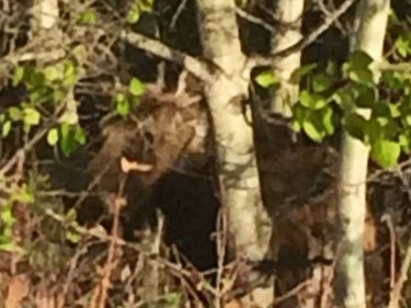 Cynthia Medrek shared this photo with us on Facebook. "This is the best picture I could get. We live right on the ravine where she is nursing her babes. I zoomed in so it is very pixelated. Don't want to disturb her."