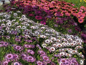 Flowers wait to be planted as spring has finally arrived in Southern Alberta.