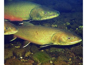 Bull Trout, a species at risk, will be monitored in Banff National Park after the partial removal of the dam on 40 Mile creek.