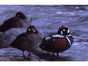 Harlequin Ducks on the Bow River in Banff National Park in June 2003.