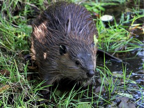 In this Sept. 12, 2014, photo, a tagged young beaver explores water hole near Ellensburg, Wash., after he and his family were relocated by a team from the Mid-Columbia Fisheries Enhancement Group.