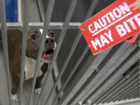 One of the two pit bull dogs involved in the mauling of a woman in Applewood snarls at a visitor from it's quarantine pen at the city's animal service pound Thursday April 12, 2012.