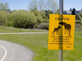 Government of Alberta signs warn users of the Scenic Acres Park of the cow moose and calves that have taken up residence in the community in Calgary on Wednesday, May 20, 2015.